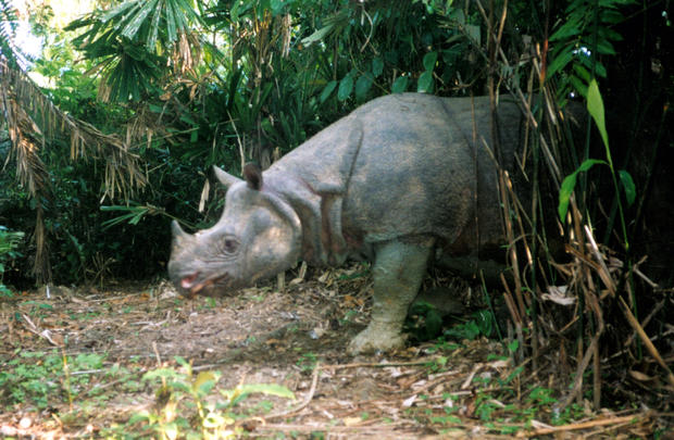 Rhinoceros_sondaicus_Copyright_Klaus_Lang.jpg 