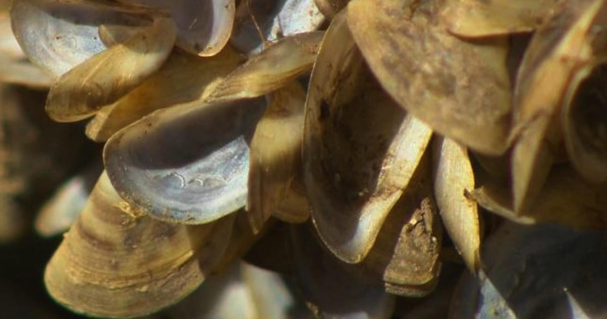 Pest alert: Invasive zebra mussels arrive in Oregon in moss