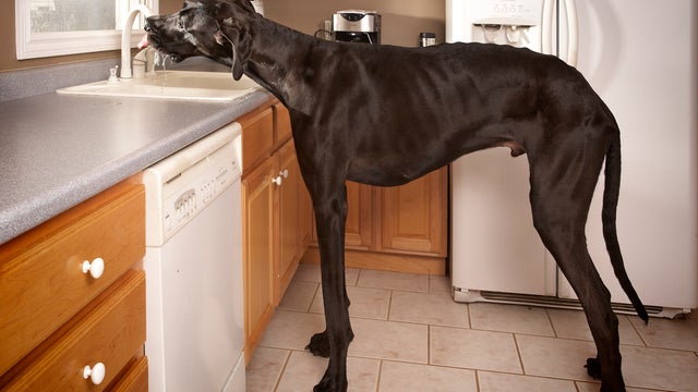 Zeus_-_Tallest_Dog_0639.jpg 