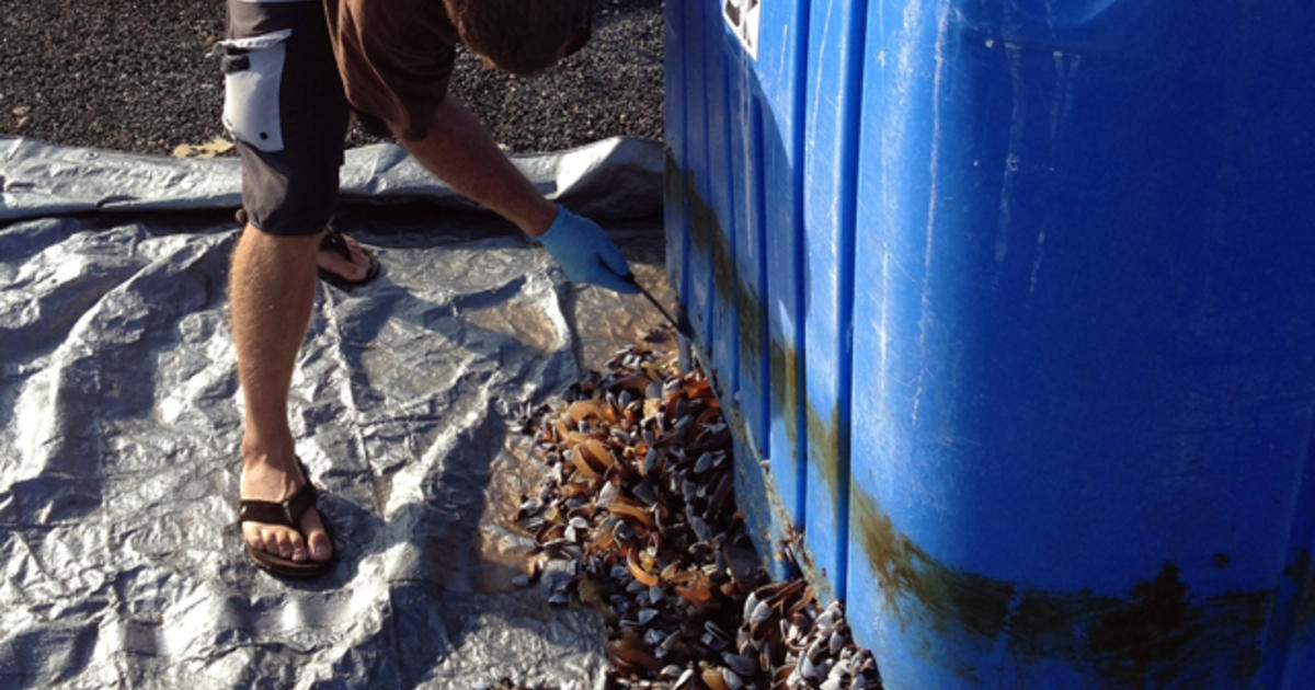 Bin In Hawaii Confirmed To Be Japan Tsunami Debris Cbs News