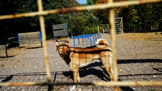 A muzzled dog plays in a Moscow park where dozens of dogs were killed in a mass poisoning, in this Thursday Sept. 20, 2012 photo.  