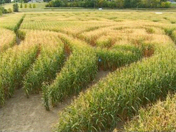 Sever's Corn Maze 
