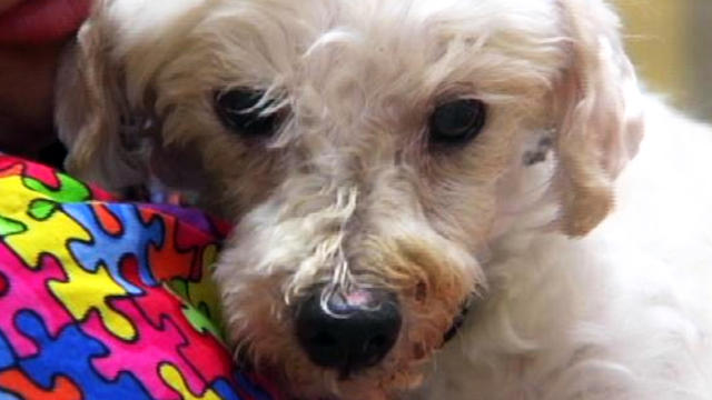 Dog found after 7 years, lost during Katrina 