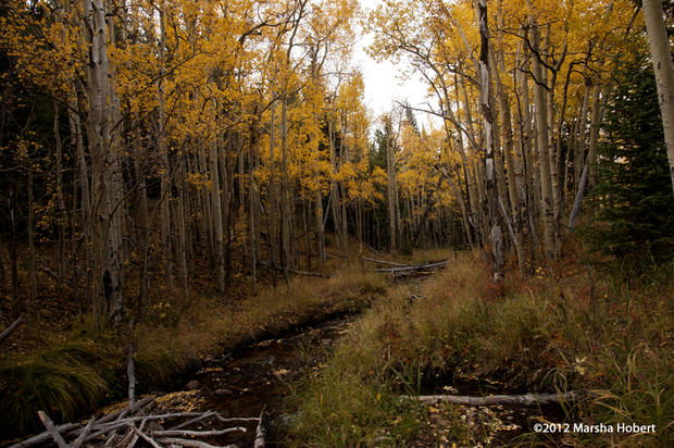 fall-colors-by-old-hidden-valley-in-rmnp7128.jpg 