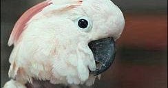 The case of the cussing cockatoo Bird owner perched to appeal fine
