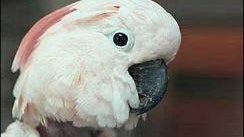 cockatoo.jpg 