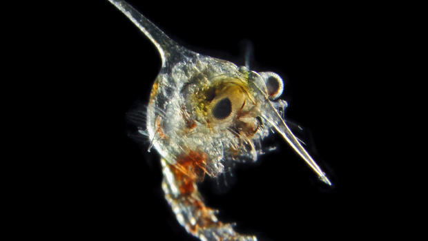New species of plankton discovered 
