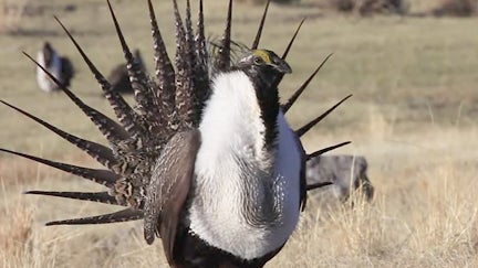 Sage_Grouse.jpg 