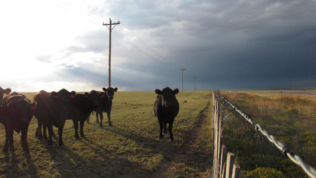 Cattle graze on a ranch outside of Encino, N.M., in this Sept. 26, 2012 photo.  