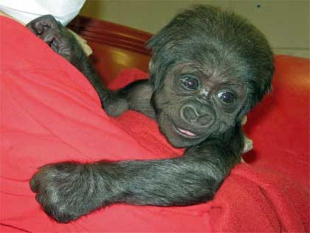baby-gorilla.jpg 