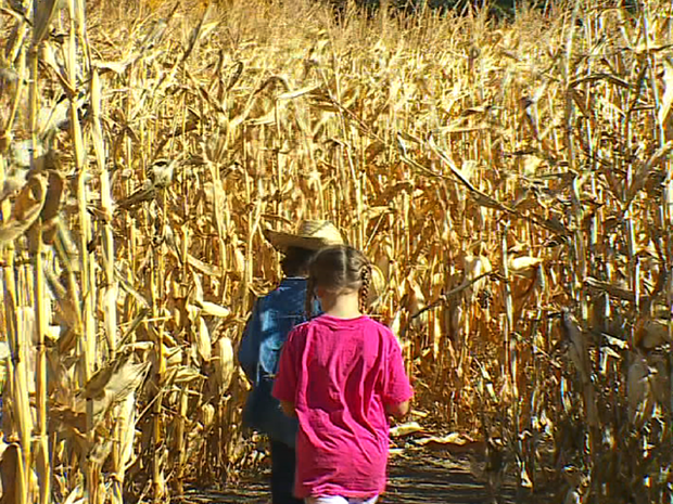 Corn Maze 