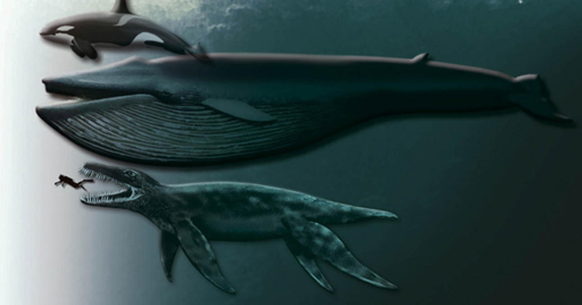 Ancient Predator X Sea Monster Gets Official Name Cbs News