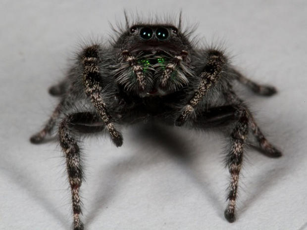 The jumping spider Phidippus audex, like most spiders, sports 8 eyes. 