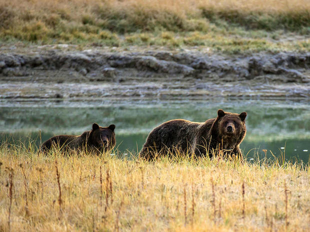 grizzly, bear, yellowstone, wyoming, generic 