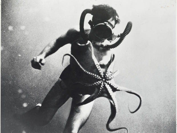 A diver swims with an octopus, whose arms measured three feet long, Mediterranean Sea. 