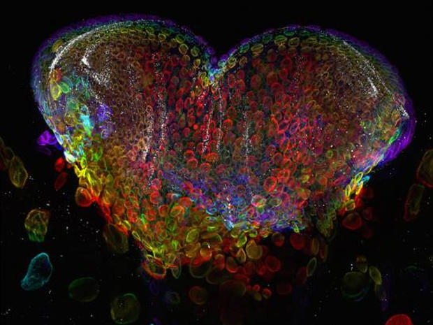 Eye organ of a Drosophila melanogaster (fruit fly) third-instar larvae(60x 