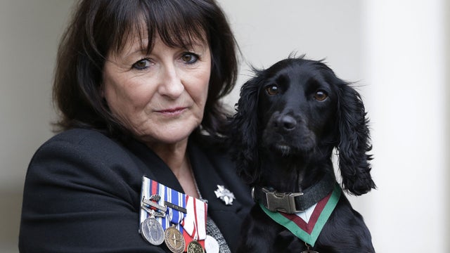 Jane Duffy, mother of British Army Lance Corporal Liam Tasker who was killed during the conflict in Afghanistan, wears her son's medals as she holds Grace, a search dog with the British army, wearing a Dickin Medal, Britain's highest award for bravery by  