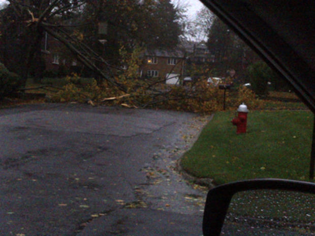Tree Down In Huntington, Long Island Oct. 29, 2012 