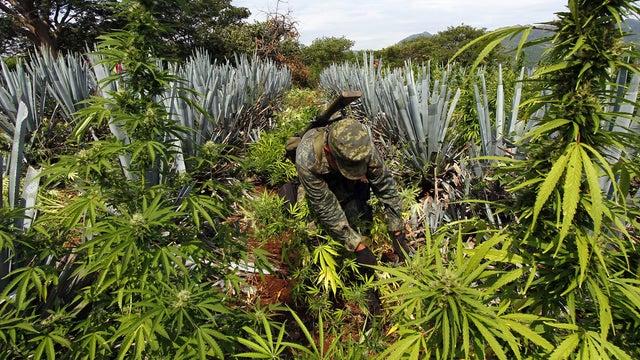 mexico, marijuana, soldier 
