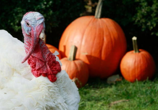 President Bush Pardons National Thanksgiving Turkey 