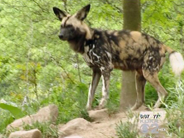 african painted dog 