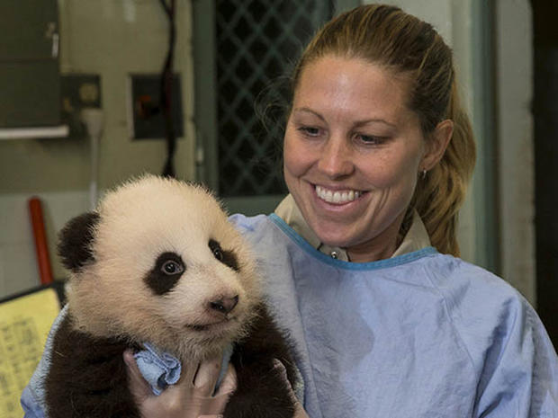A caretaker holds the 100-day-old panda cub during his 12th exam Tuesday, Nov. 6. 