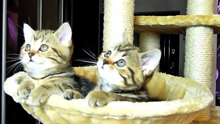 kittens watching tennis 