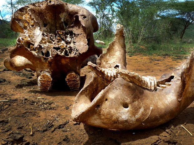 The skull of a poached elephant in the Namunyak Wildlife Conservancy in Northern Kenya. 