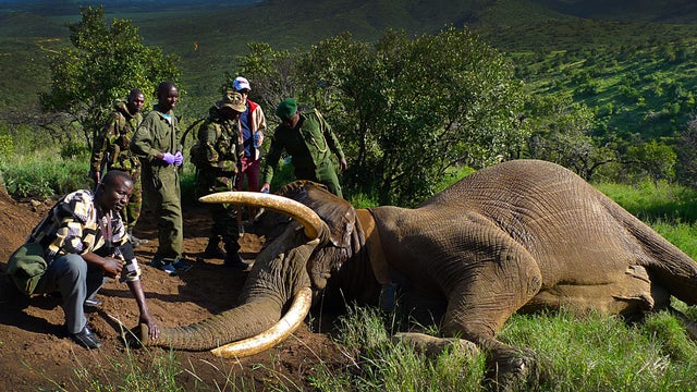 Mountain Bull, tranquilized after leading veterinarians on a one-hour chase through the brush in Northern Kenya. "The Bull" had been shot at frequently over the years -- in one attack he took six bullets, which remain lodged in his body. 