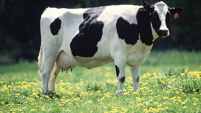 Cow_female_black_white.jpg 