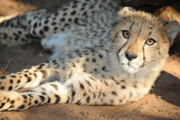 cheetah7.jpg 