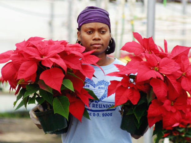 Poinsettias Make For A Colorful Holiday 