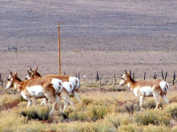 antelope.jpg 