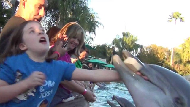 Dolphin bites hand of little girl, on tape  