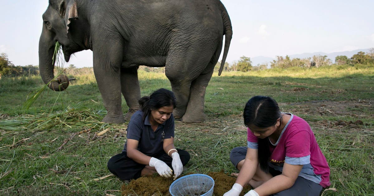 elephant poop coffee cost