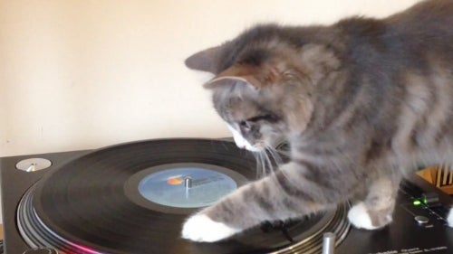 Feline_Spin_On_Bob_Marley.jpg 