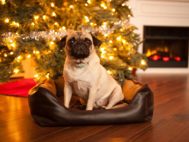 Christmas Tree Dog 