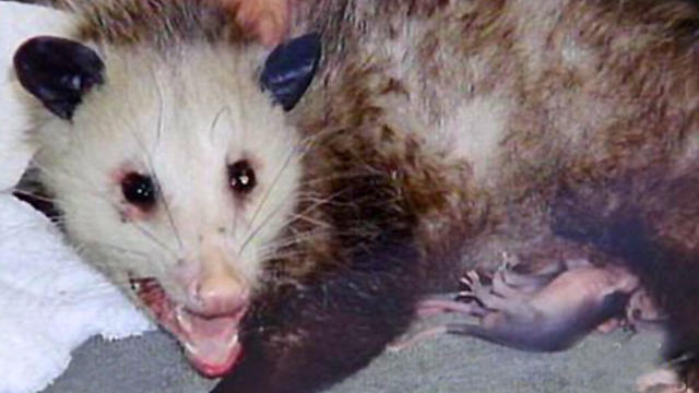opossum.jpg 