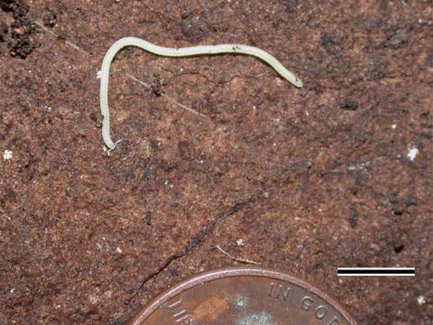 A white millipede named lllacme plenipes (Latin for "the pinnacle plentiful feet") and found only in a small area of Northern California sports 750 wiggling legs, making it the "leggiest" animal known. (Here, the entire millipede with a penny for scale.) 