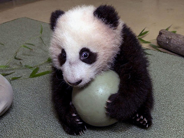 The San Diego Zoo's panda cub, Xiao Liwu, did not want to share his plastic ball during his 18th exam. 
