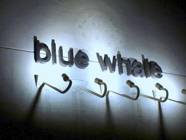 the blue whale 