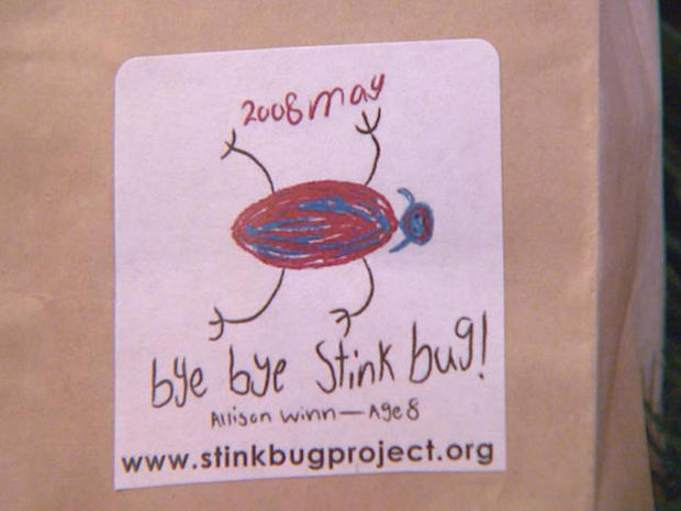 stink bug 