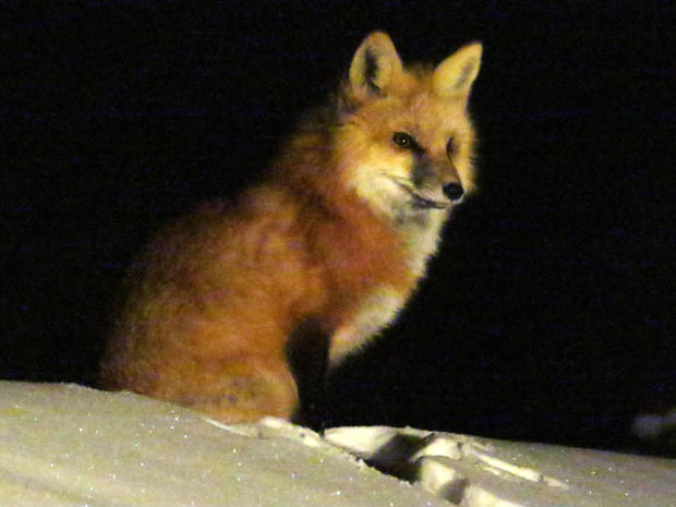 0094-red-fox-vixen-1219121.jpg 
