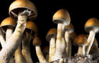 magic mushroom, mushrooms, stock, 4x3 