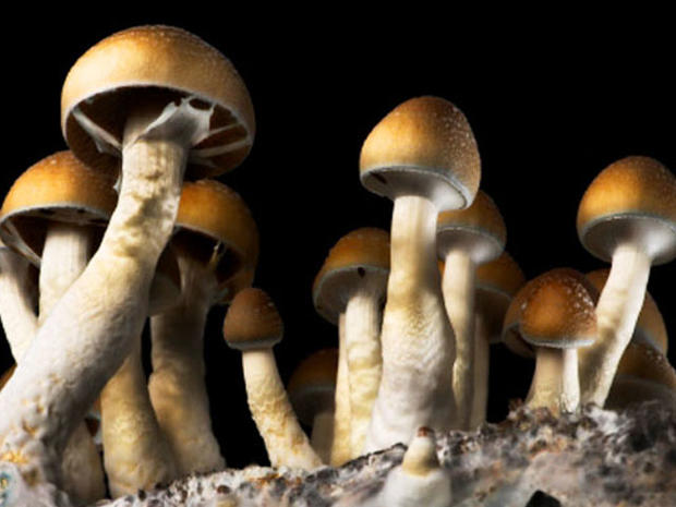 magic mushroom, mushrooms, stock, 4x3 