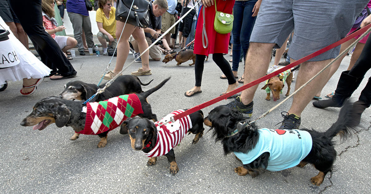 The Long & Short Of It Dachshunds Strut In Annual Key West Parade