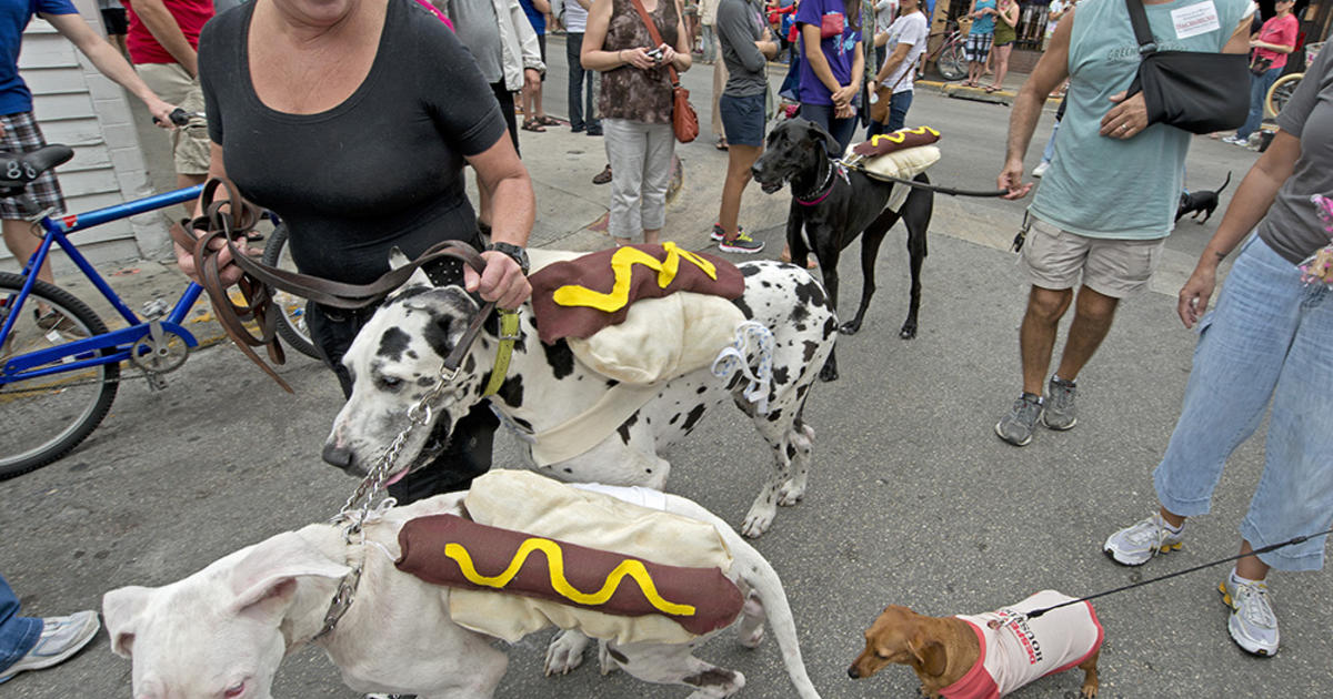 Dachshunds On Parade In Key West For New Year's Festivities