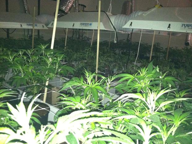 Suspect Arrested In SoCal Marijuana Growing Operation 