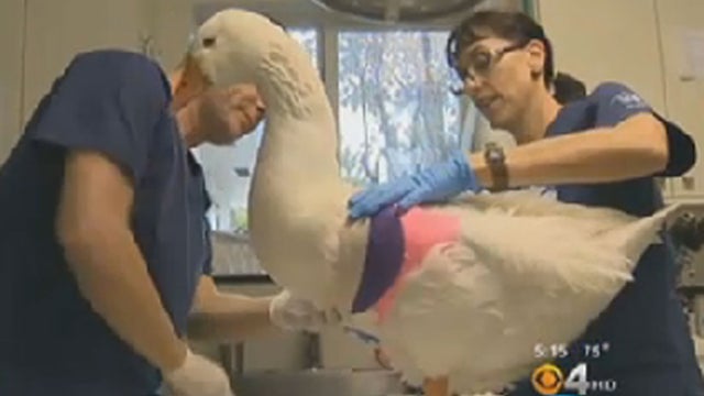 2goose---cbs-miami.jpg 