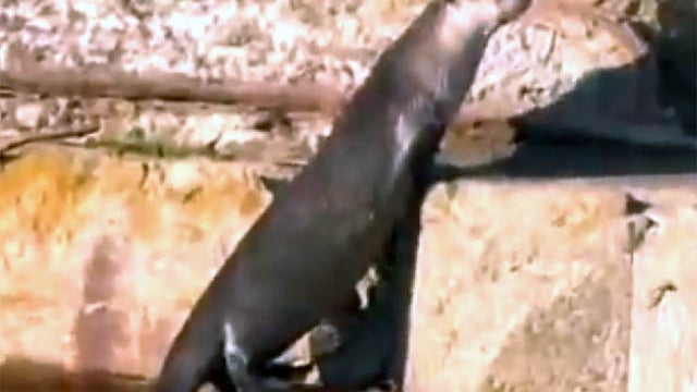 Sutro Sam the river otter 